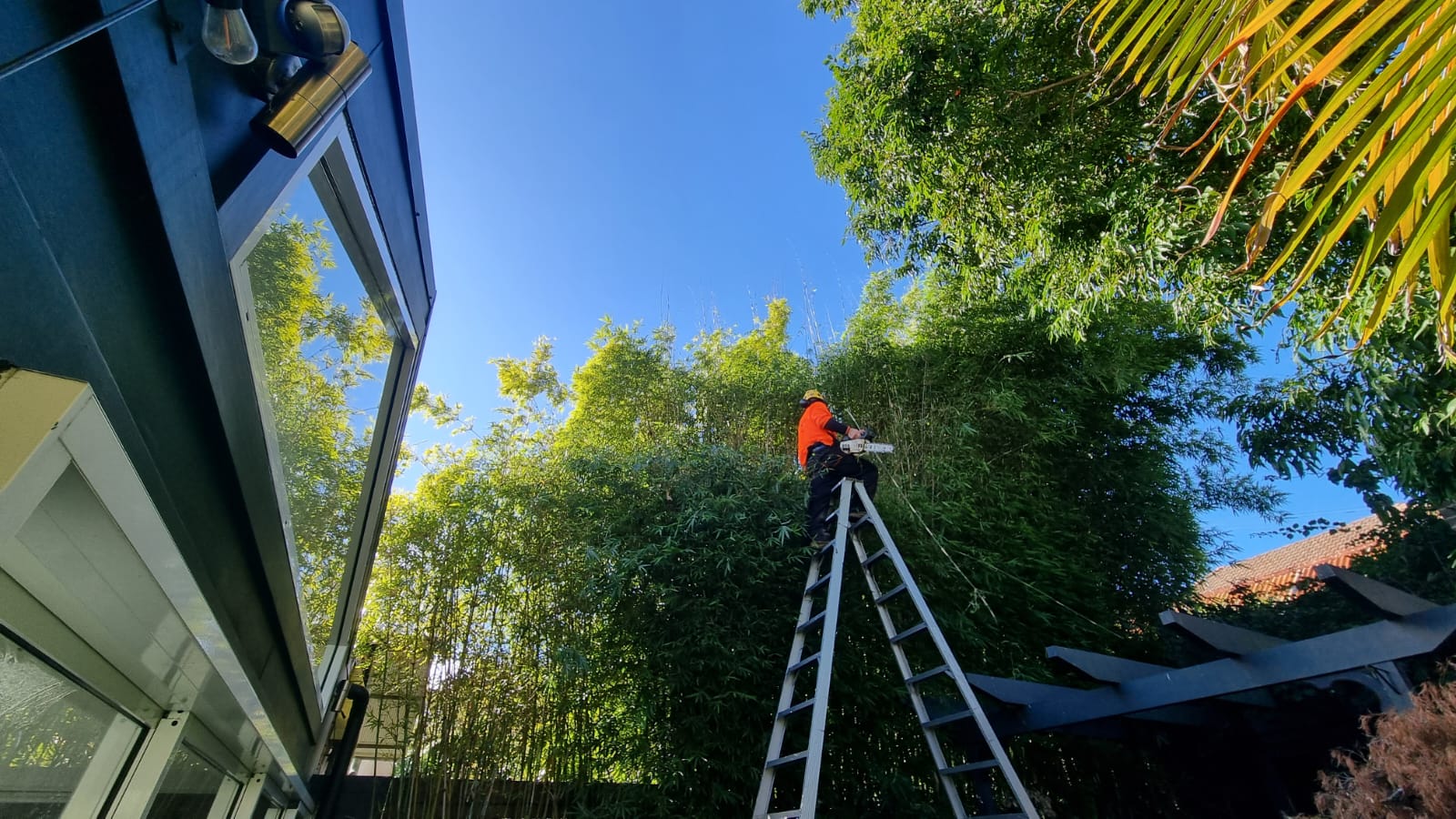 Expert Tree & Hedge Pruning Services in Inner West Sydney | Trees Company