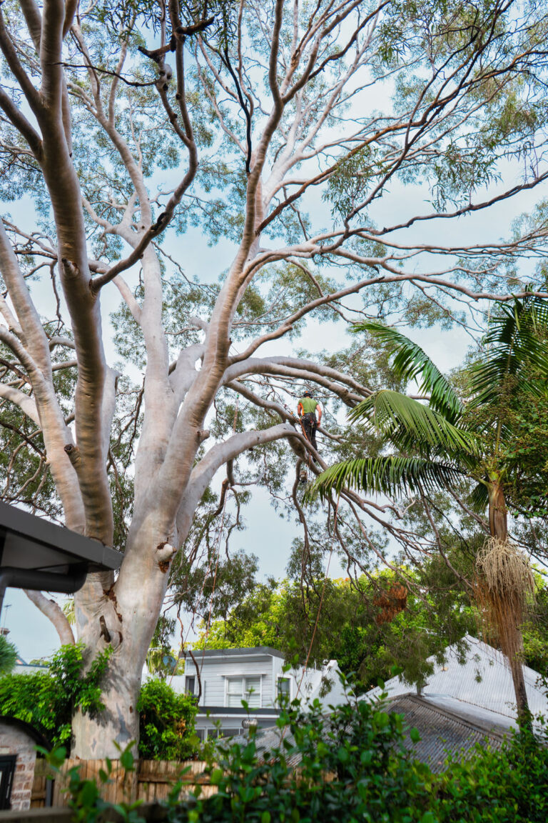 Expert Tree Services in Sydney's Inner West | Trees Company